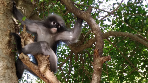 Leader of one of the dusky leaf monkey troops