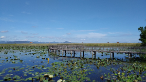 Bueng Bua Wood Boardwalk