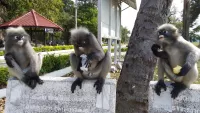 Male troop of Dusky Leaf monkeys in Prachuap Khiri Khan