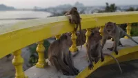 Macaques on the stairs of Wat Khao Chong Krachok Temple