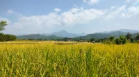 Ricefield and Temple 1022