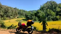 Ricefield along Route 2051 